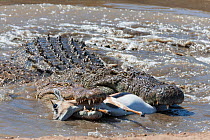 Nile crocodiles (Crocodylus niloticus) with Thomson's gazelle (Eudorcas thomsonii) prey, Mara river, Masai-Mara game reserve, Kenya.