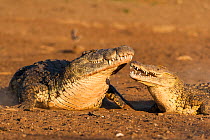 Nile crocodiles (Crocodylus niloticus) interacting, Masai-Mara game reserve, Kenya.