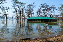 Yellow-fever acacia trees (Acacia xanthophloea) and building flooded by Lake Nakuru, Nakuru National Park, August 2013.