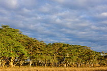 Yellow-fever acacia trees (Acacia xanthophloea) under cloudy sky. Nakuru National Park, Kenya, October 2009.