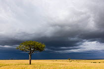RF- Storm clouds over savanna, Masai-Mara game reserve, Kenya, January 2009. (This image may be licensed either as rights managed or royalty free.)