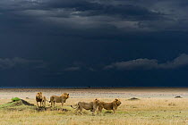Coalition of male Lions (Panthera leo) in grassland before storm, Masai-Mara game reserve, Kenya.