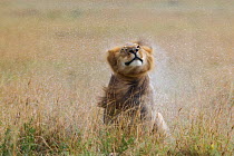Lion (Panthera leo) male shaking water off after rain, Masai-Mara game reserve, Kenya.