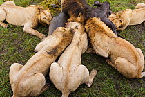 Group of male Lions (Panthera leo) feeding on Buffalo (Syncerus caffer) kill, Masai-Mara game reserve, Kenya.