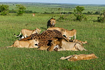 Pride of Lions (Panthera leo) feeding on Masai giraffe (Giraffa camelopardalis tippelskirchi) kill, Masai-Mara game reserve, Kenya.