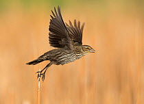 Female Red-winged blackbird (Agelaius phoeniceus) taking off, Red-tailed park, Aurora, Colorado, USA. May.