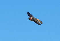 Cliff Swallow (Petrochelidon pyrrhonota) banking in flight.  Aurora, Colorado, USA. May.