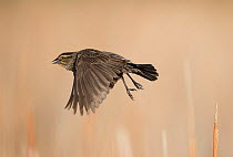Female Red-winged blackbird (Agelaius phoeniceus) taking off from perch, Red-Tailed Park, Aurora, Colorado, USA. June.