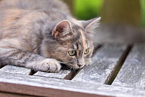 Siberian forest cat, (Felis catus), grey, ginger and white female kitten, age 7 months, playing in garden, Clifton, Bristol, UK,