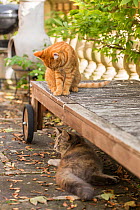 Domestic cat, (Felis catus), ginger male kitten age 7 - 8 months old, sitting in garden, looking at Siberian forest cat, grey, ginger and white female kitten - age 7 months, Clifton, Bristol, UK.