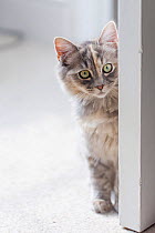 Siberian forest cat (Felis catus) grey, ginger and white female kitten age 7 Months sitting by door. Clifton, Bristol, UK.