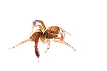 Jumping spider (Saitis barbipes) male, Maine-et-Loire, France, September, meetyourneighbours.net project