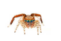 Jumping spider (Saitis barbipes) male, Maine-et-Loire, France, September, meetyourneighbours.net project