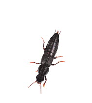 Rove beetle(Quedius sp) Lombardy, Italy, September. meetyourneighbours.net project