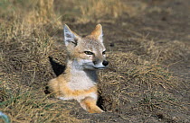 Swift fox (Vulpes velox) at burrow entrance. Captive, occurs in the United States.