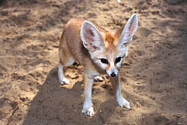 Fennec fox (Vulpes zerda) Captive, occurs in northern Africa.