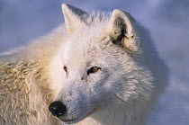 Arctic wolf (Canis lupus) portrait. Omega Park, Montebello, Quebec, Canada. Captive, occurs in Canadian Arctic, Alaska and northern Greenland.
