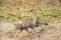 Culpeo / Andean fox (Pseudalopex culpaeus) running, Argentina.