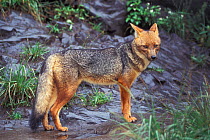 Culpeo / Andean fox (Pseudalopex culpaeus) standing. Captive, occurs in South America.