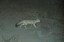 Pale fox / African sand fox (Vulpes pallida) trotting at night, Mali.