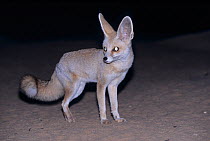 Ruppell's fox / Sand fox (Vulpes rueppellii) Captive, occurs in North Africa, the Middle East, and southwestern Asia.