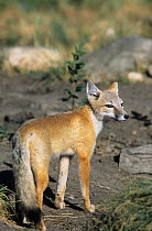 Swift fox (Vulpes velox) Captive, occurs in the United States.