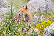 Red fox (Vulpes vulpes) in rocky meadow. El Torcal Nature Reserve, Antequera, Malaga, Spain, January.