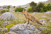 Red fox (Vulpes vulpes) standing on rock. El Torcal Nature Reserve, Antequera, Malaga, Spain, January.