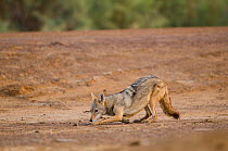 Golden jackal (Canis aureus) crouching and scent marking, Djoudj National Park, St Louis region, Senegal.