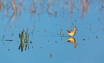 Common greenshank (Tringa nebularia) wading, Shumen, Bulgaria, April.