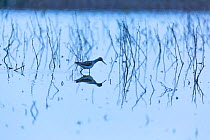Common greenshank (Tringa nebularia) wading, Shumen, Bulgaria, April.