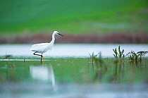 Little egret (Egretta garzetta) wading, Shumen, Bulgaria, April.