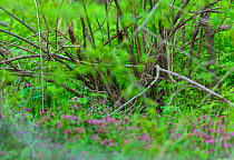 Pheasant (Phasianus colchicus) female hidden in undergrowth, Shumen, Bulgaria, April.