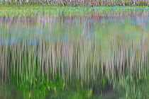 Reeds and trees reflected on surface of water in wetland, Shumen, Bulgaria, April.