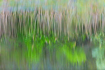 Reeds and trees reflected on surface of water in wetland, Shumen, Bulgaria, April.