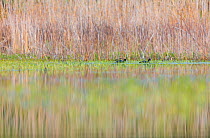 Eurasian coot (Fulica atra) pair on water in wetland habitat. Shumen, Bulgaria, April.