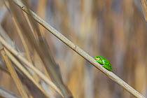 European tree frog (Hyla arborea) on reed. Shumen, Bulgaria, April.