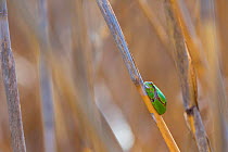 European tree frog (Hyla arborea) on reed. Shumen, Bulgaria, April.
