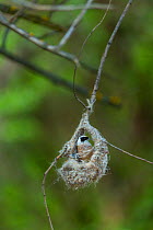 Eurasian penduline tit (Remiz pendulinus) building nest. Shumen, Bulgaria, April.