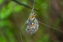 Eurasian penduline tits (Remiz pendulinus) building nest. Shumen, Bulgaria, April.