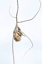 Eurasian penduline tit (Remiz pendulinus) at partially built nest. Shumen, Bulgaria, April.