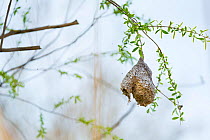 Eurasian penduline tit (Remiz pendulinus) nest hanging from branch. Shumen, Bulgaria, April.