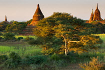 Temples of Bagan in the early morning, Myanmar, November 2012.