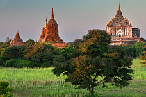Temples of Bagan at dawn, Myanmar, November 2012.