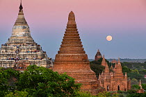 Temples of Bagan with the moon at dawn, Myanmar, November 2011.
