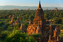 Landscape of the Temples of Bagan, Myanmar, November 2013.