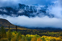 Autumnal woodland and Young Peak surrounded by clouds, British Columbia, Canada, September 2013.