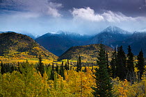Autumnal woodland and Young Peak, British Columbia, Canada, September 2013.