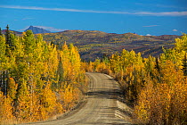 Autumnal Quaking aspen (Populus tremuloides)  trees lining the Dempster Highway, Yukon Territories, Canada, September 2013.