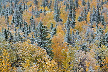 Quaking aspen trees (Populus tremuloides) and conifers with dusting of snow, Dome Hill above Dawson City, Yukon Territories, Canada, September 2013.